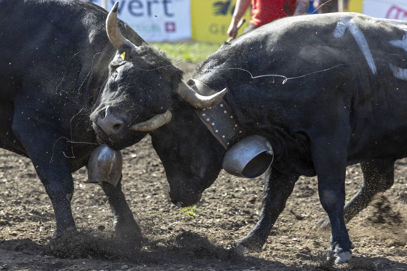 Fotos: Sólo puede quedar una