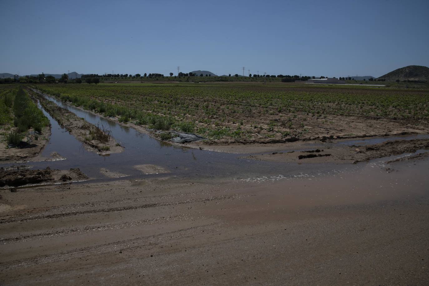 Fotos: El derrame de la depuradora de Cabezo Beaza anega parcelas agrícolas y viales