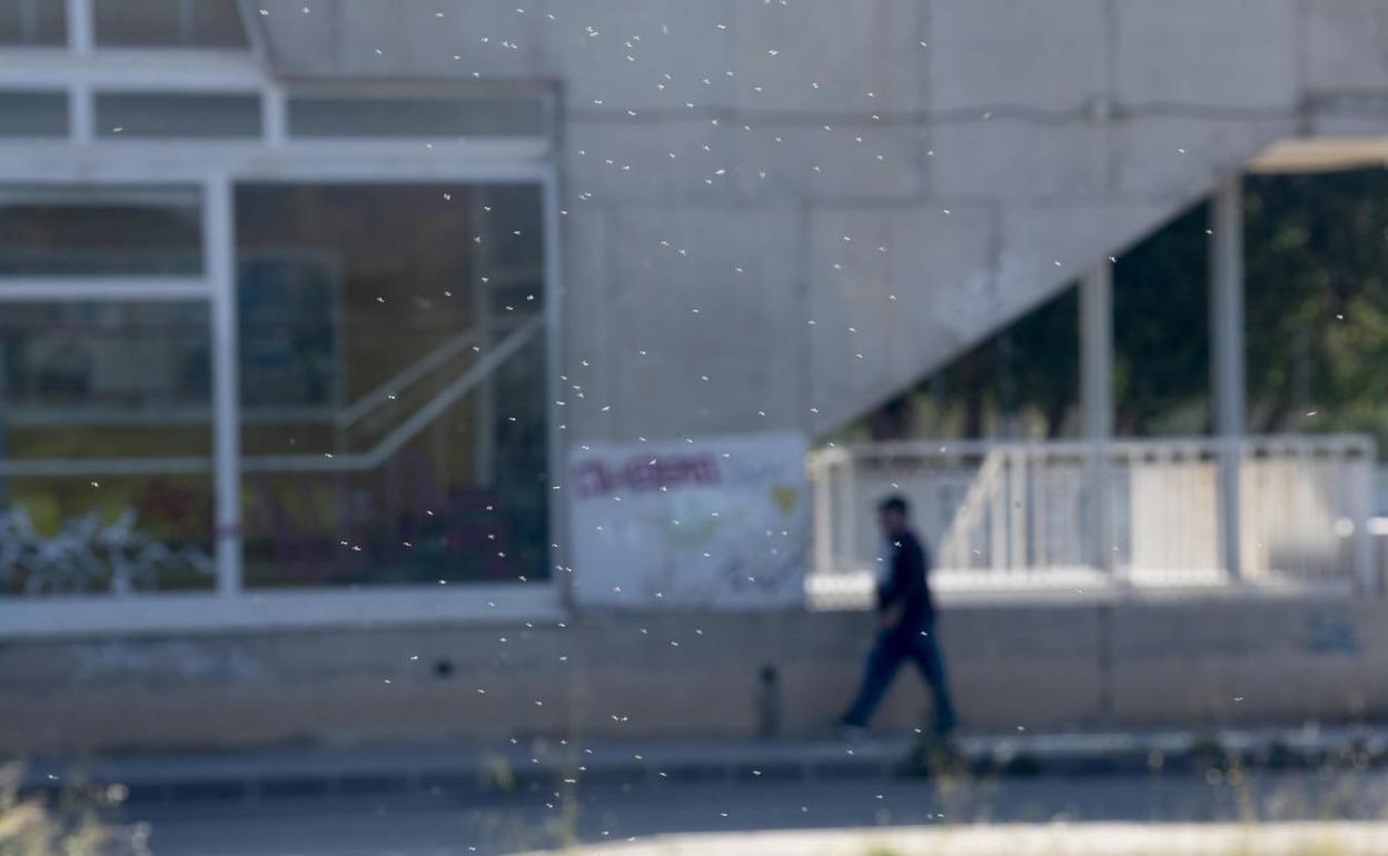 Nubes de mosquitos, frente al Pabellón de San Antón. 