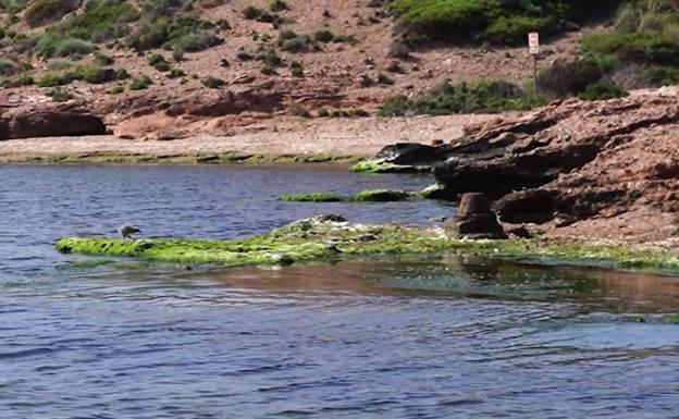 Así está el Mar Menor en la zona de la isla del Barón (La Manga)