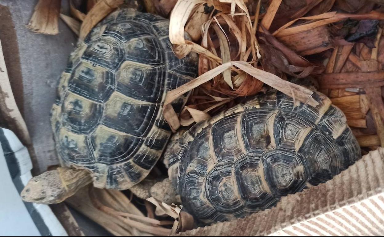 Las dos tortugas halladas en Murcia.