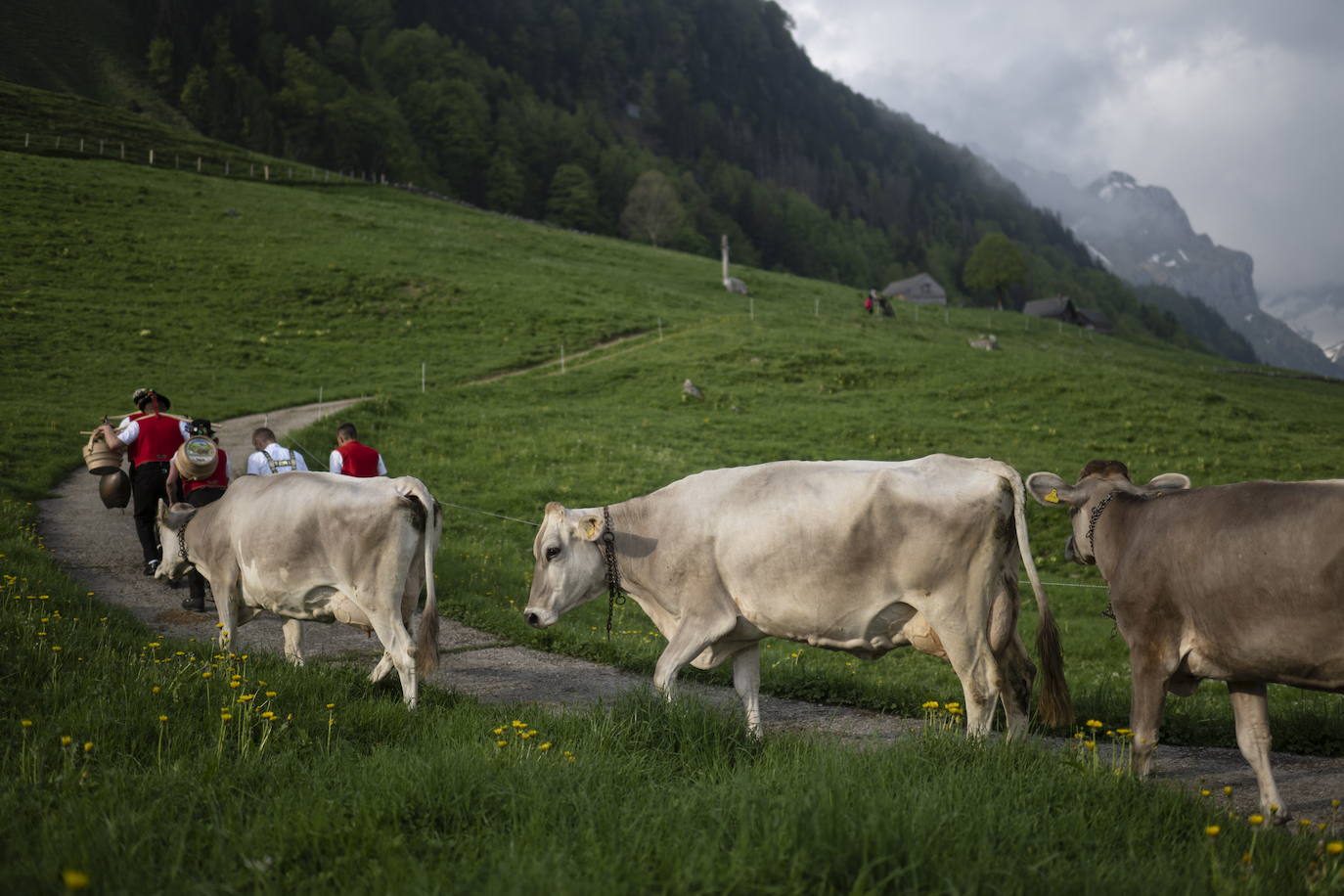 Fotos: Alpaufzug en Suiza