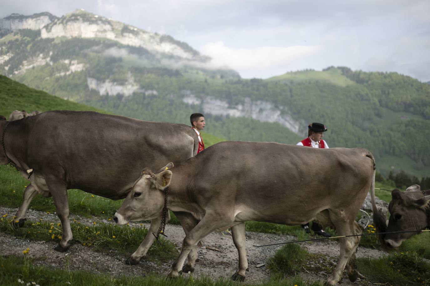Fotos: Alpaufzug en Suiza