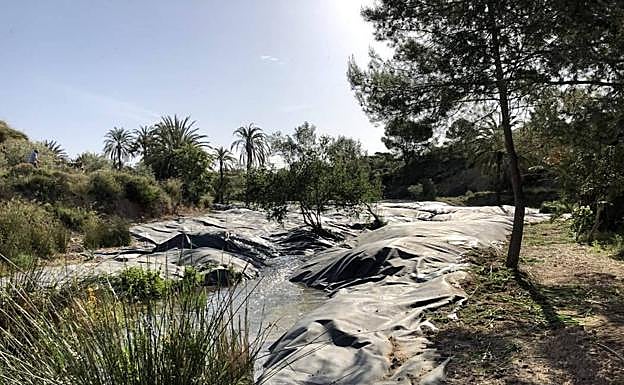 3. Terreno cubierto de láminas de polietileno para eliminar las cañas invasoras.