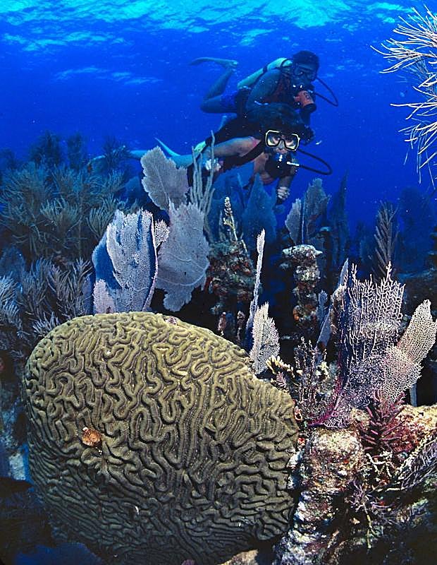 Submarinistas exploran los arrecifes de coral en el Santuario Marino de Cayo Largo. 