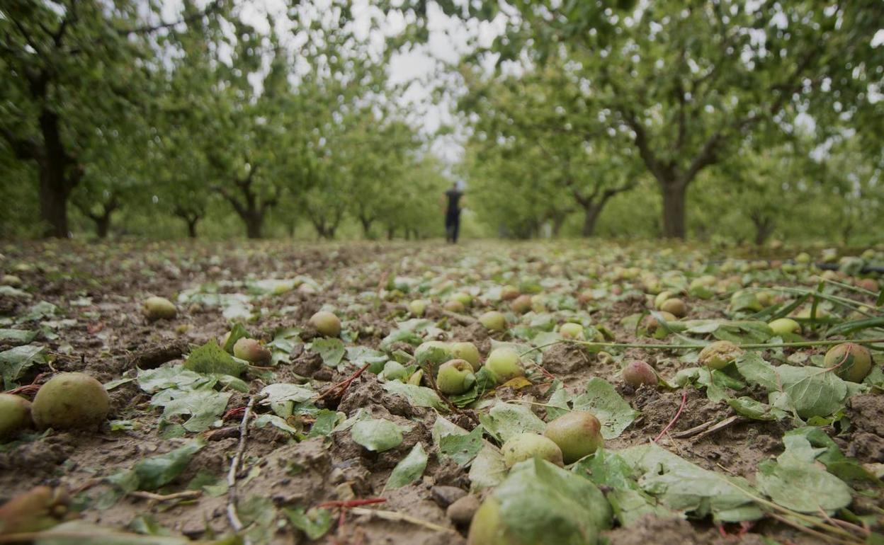 Fruta en el suelo en Mula tras el ganizo del 2 de mayo.