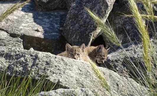 Dos de los cuatro cachorros de la camada en la cantera abandonada de Albatana (Albacete).