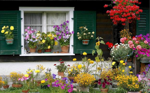 Cómo cuidar tus plantas en verano: cuál es la mejor hora para regar tus macetas