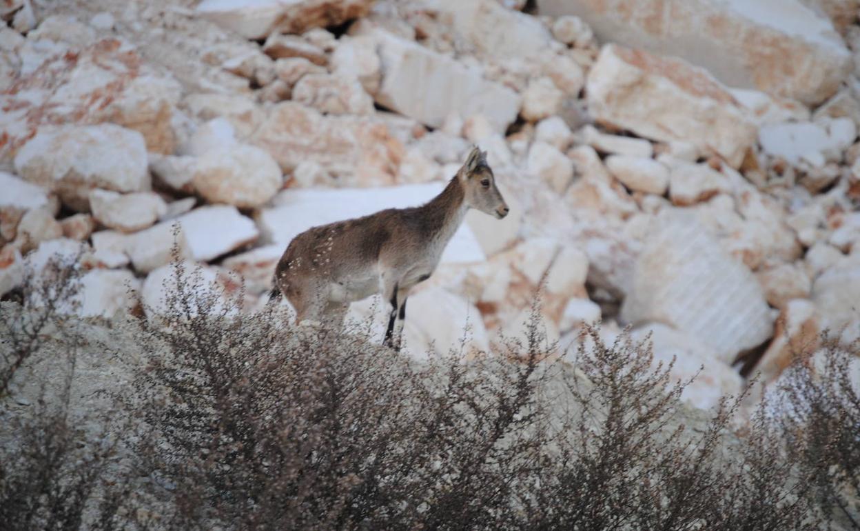 Una cabra hispánica en una cantera del Noroeste de la Región.