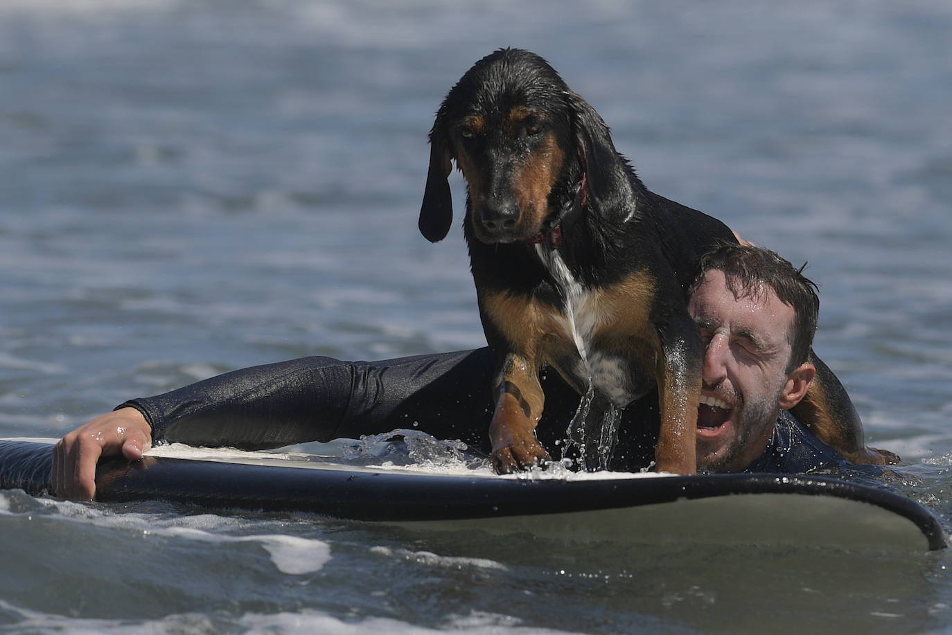 Fotos: Campeonato de Surf para perros