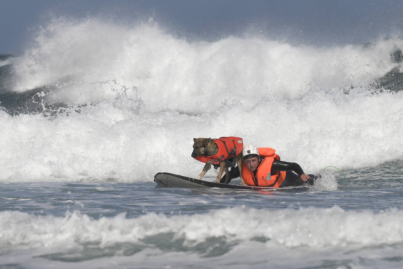 Fotos: Campeonato de Surf para perros