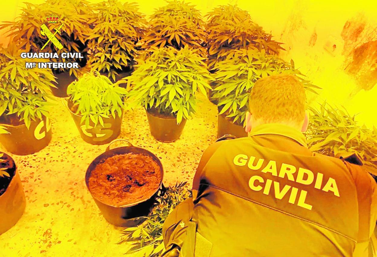 Algunas de las plantas de marihuana incautadas en Mazarrón. 