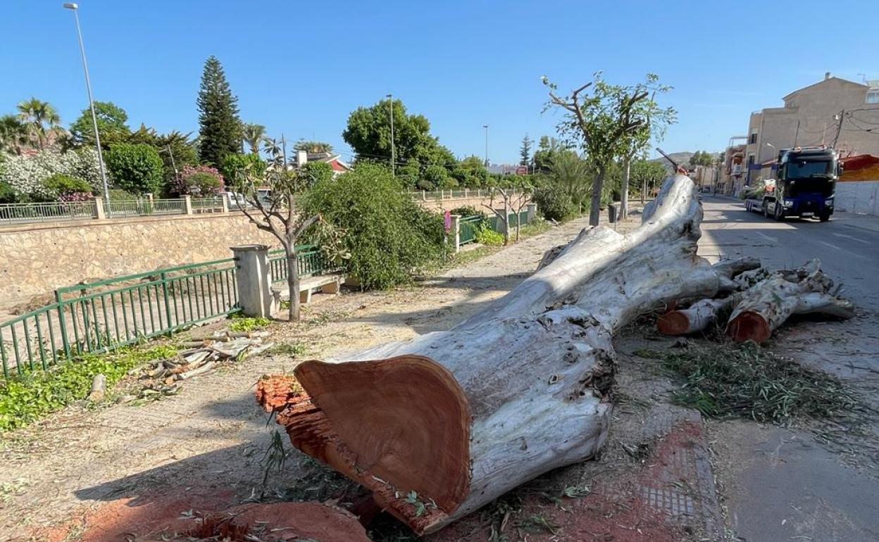 Árboles talados en Lorca