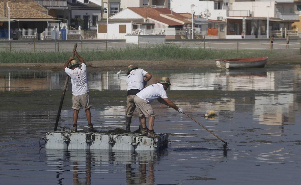 Limpieza de ova en el Mar Menor en la zona de Los Nietos, en una foto de archivo.