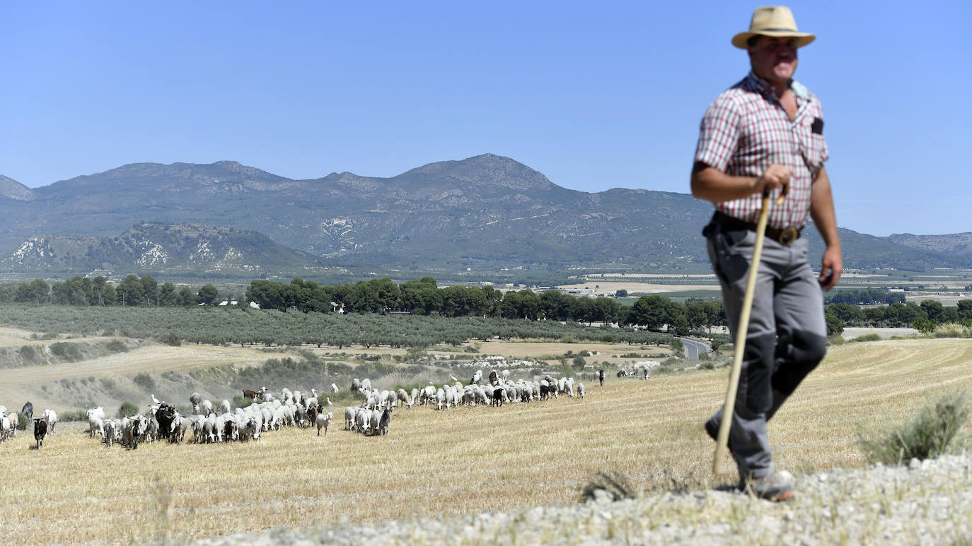 Fotos: Ovejas montesinas en La Tercia (Moratalla)