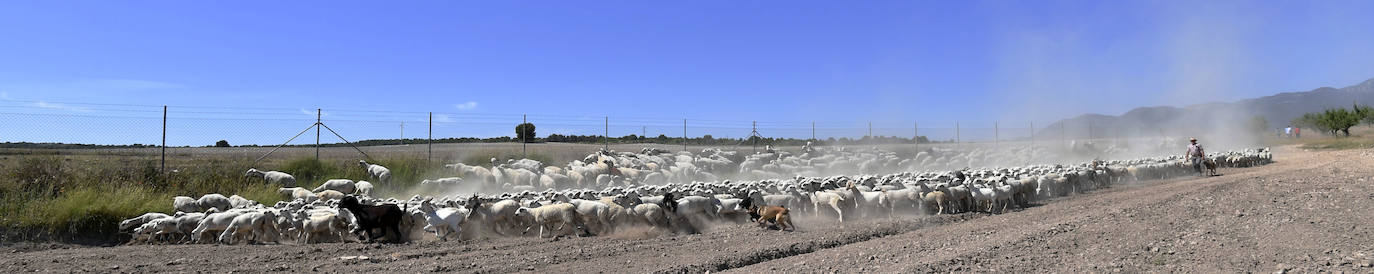 Fotos: Ovejas montesinas en La Tercia (Moratalla)