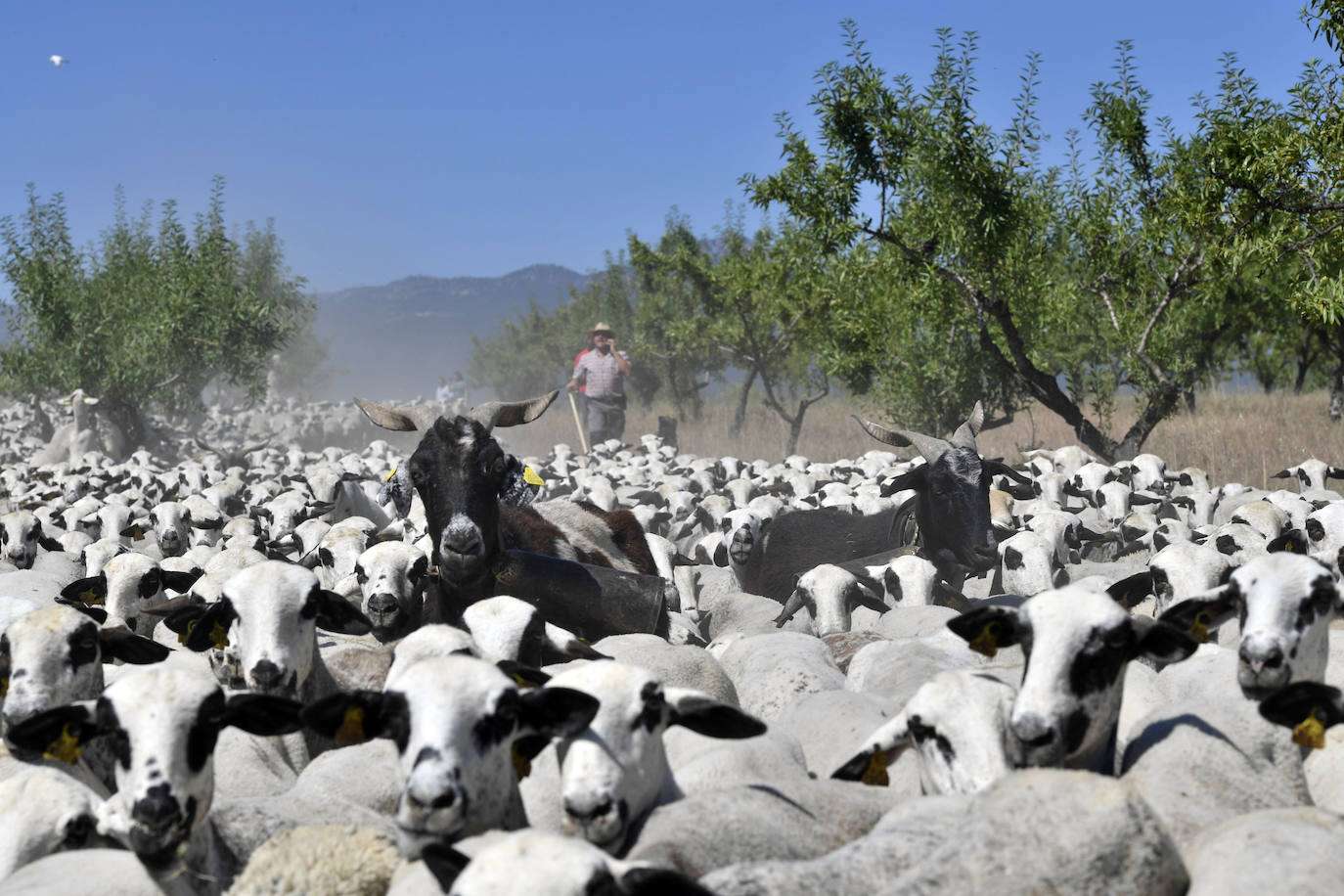 Fotos: Ovejas montesinas en La Tercia (Moratalla)