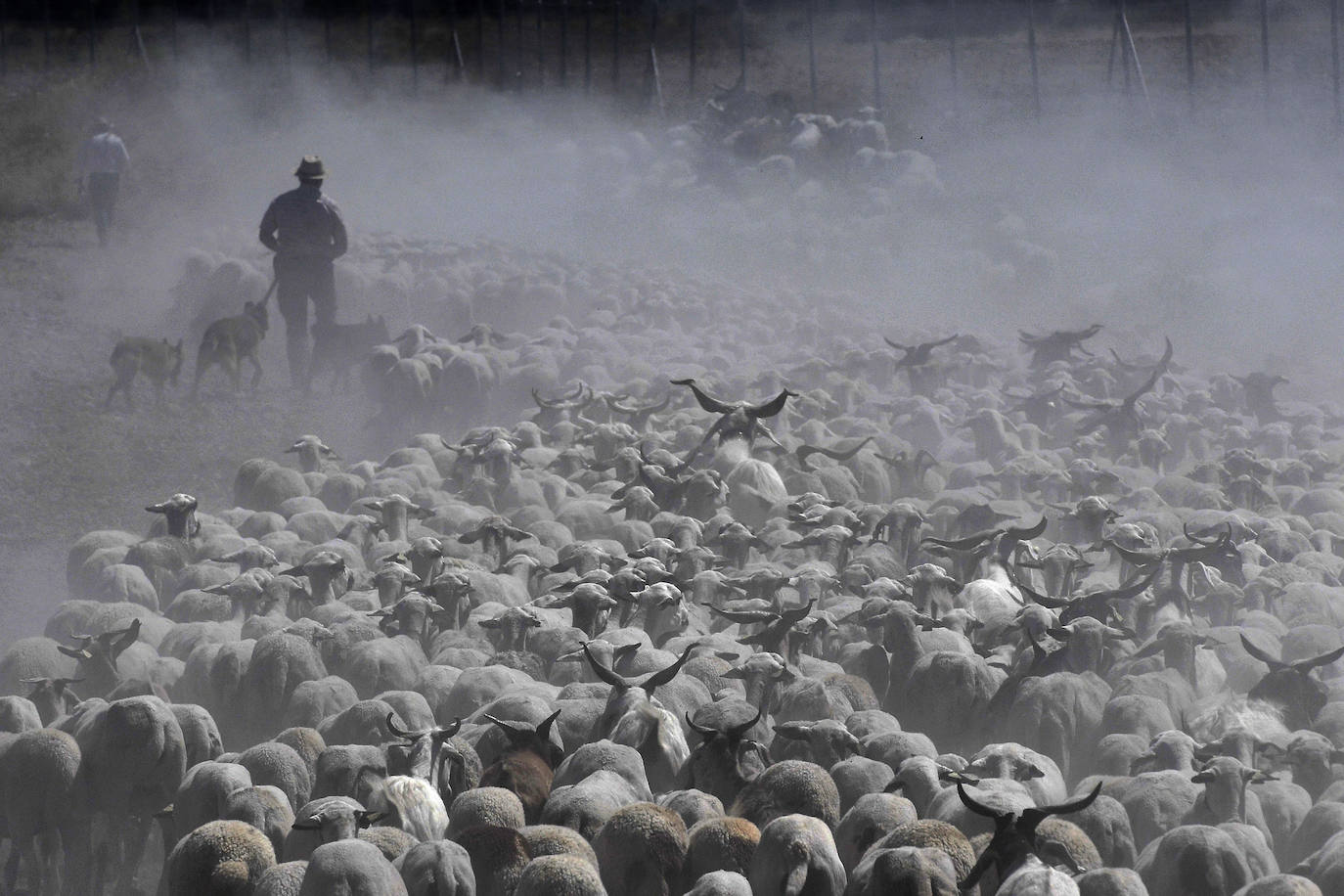 Fotos: Ovejas montesinas en La Tercia (Moratalla)