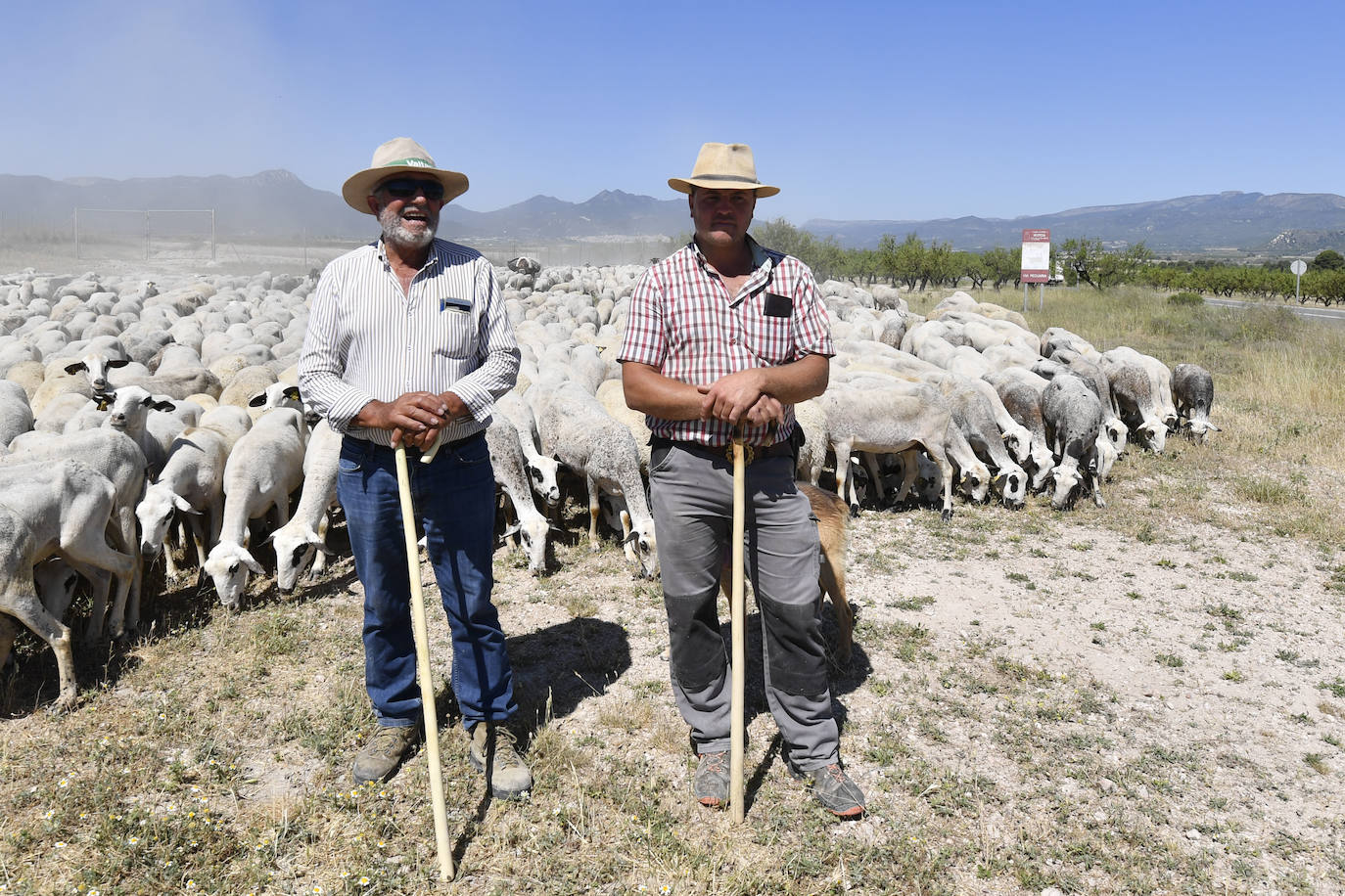 Fotos: Ovejas montesinas en La Tercia (Moratalla)