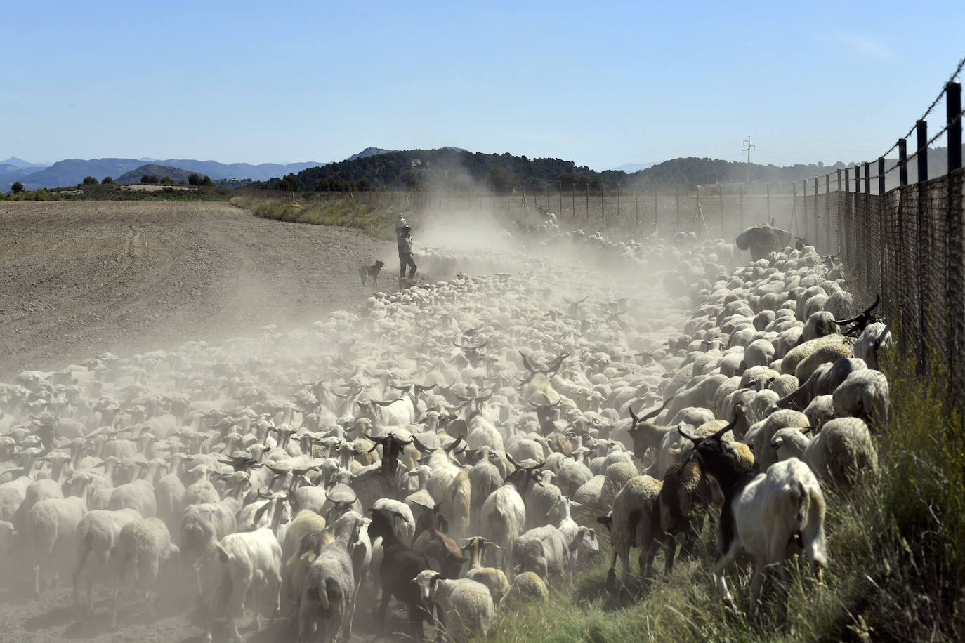 Fotos: Ovejas montesinas en La Tercia (Moratalla)