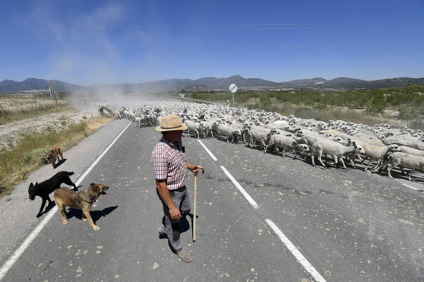 Fotos: Ovejas montesinas en La Tercia (Moratalla)