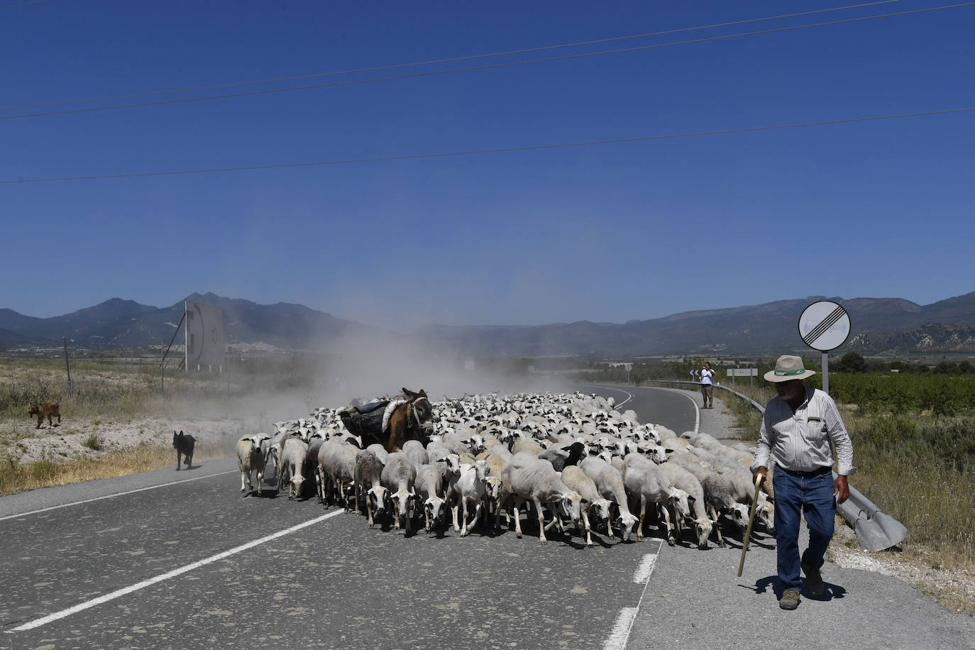 Fotos: Ovejas montesinas en La Tercia (Moratalla)