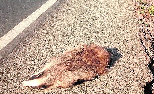 Tejón atropellado en un arcén. 