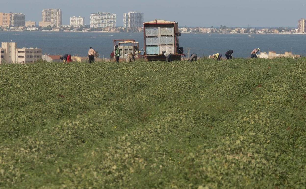 Cultivos en el entorno del Mar Menor