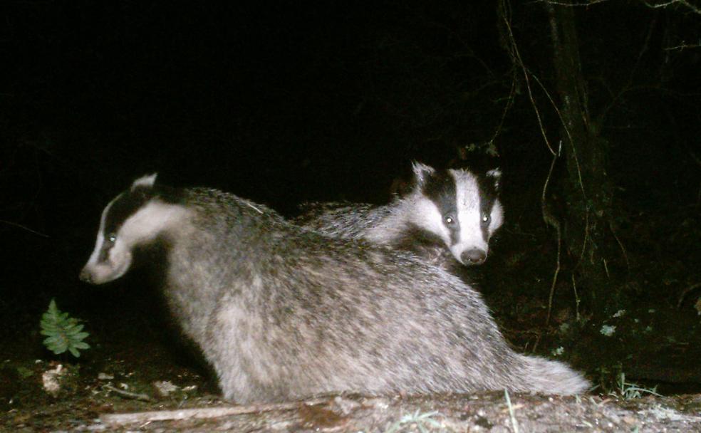 El tejón es un animal nocturno, no suele de salir de su madriguera hasta avanzada la madrugada