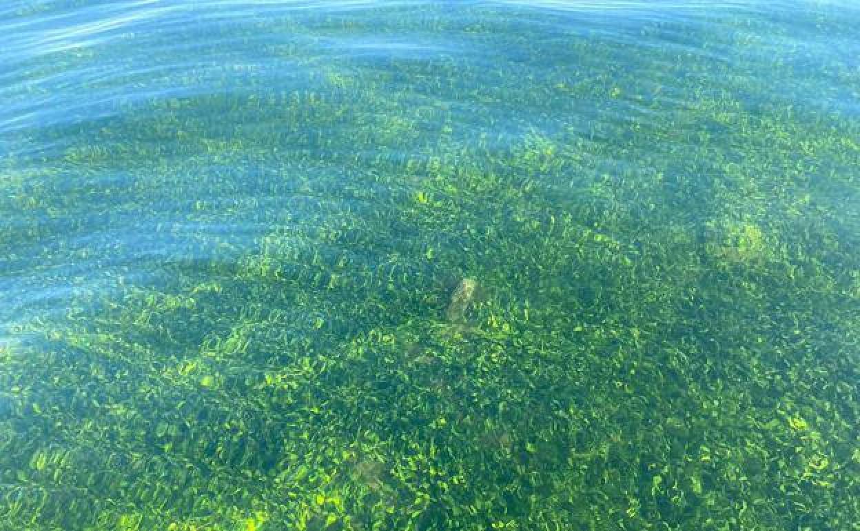 Imagen tomada del agua en el área del Mar Menor, en una imagen de archivo.
