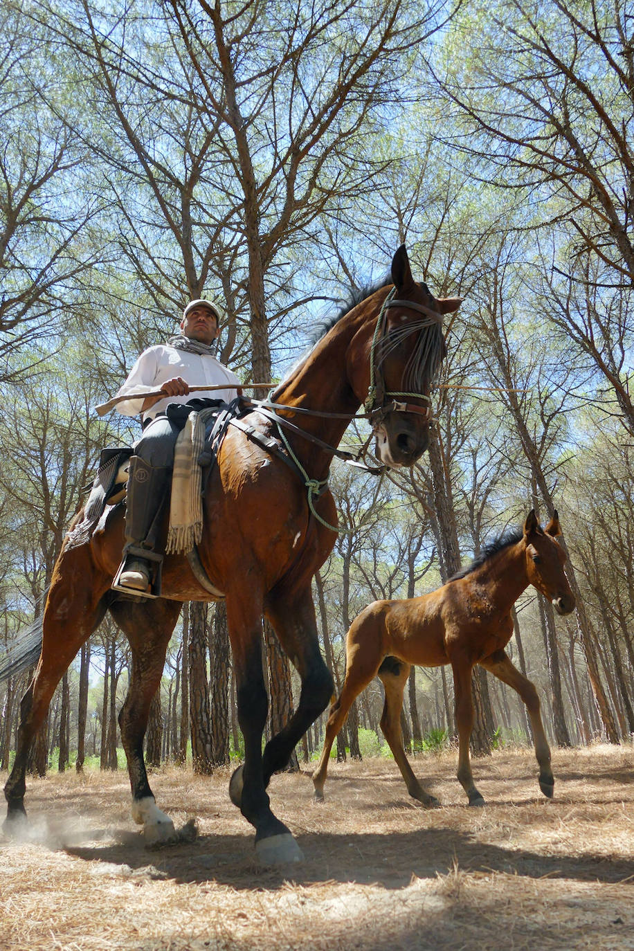 Fotos: Saca de las Yeguas