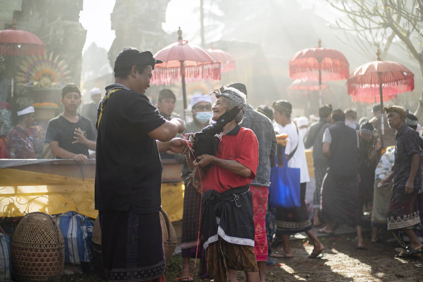 Fotos: Peleas de gallos en Bali