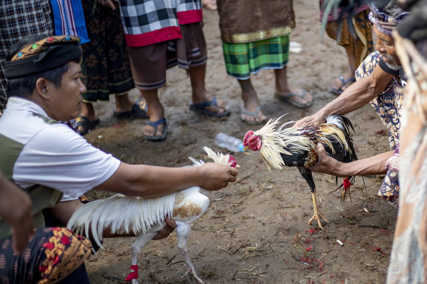 Fotos: Peleas de gallos en Bali