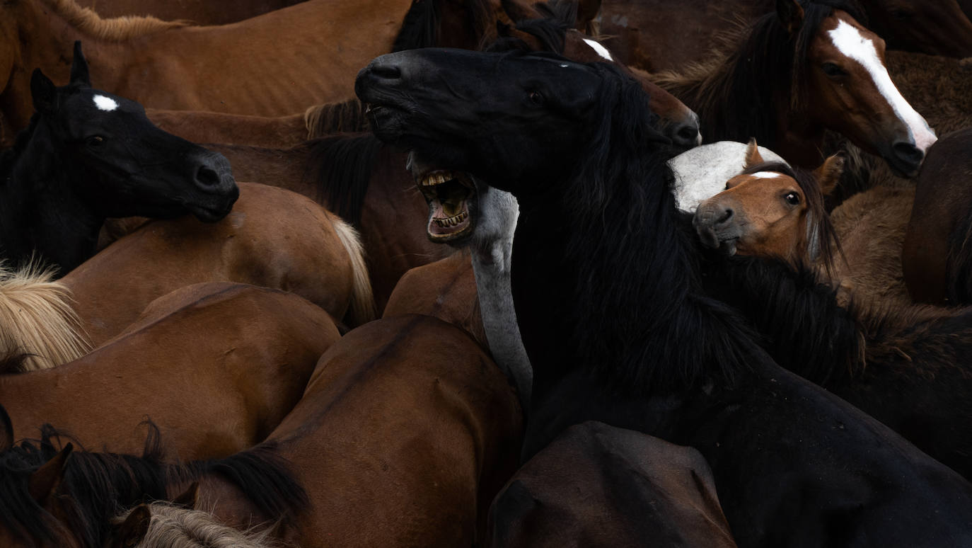 Fotos: Rapa das Bestas 2022