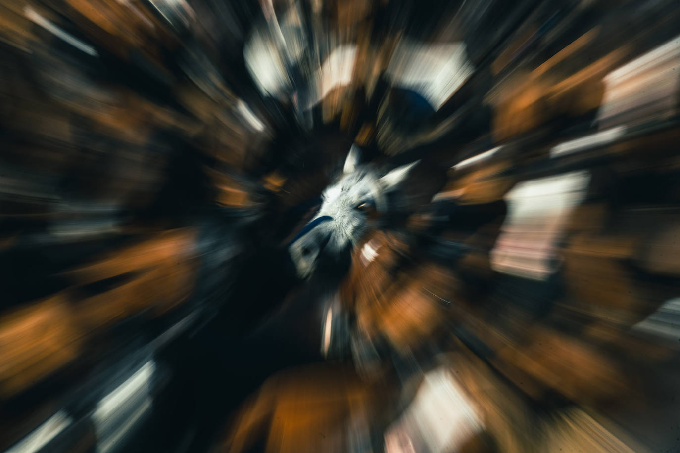 Fotos: Rapa das Bestas 2022