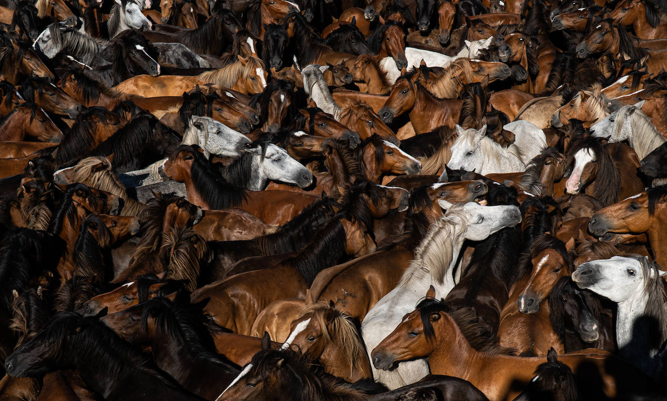 Fotos: Rapa das Bestas 2022