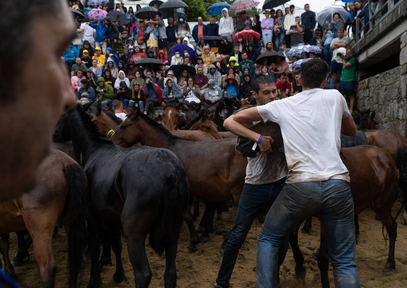 Fotos: Rapa das Bestas 2022