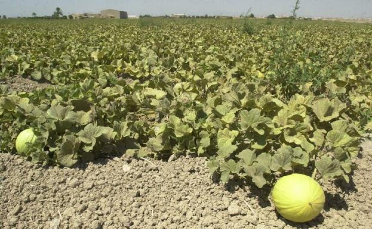 Campo de cultivo de melones en Torre Pacheco, en una imagen de archivo.