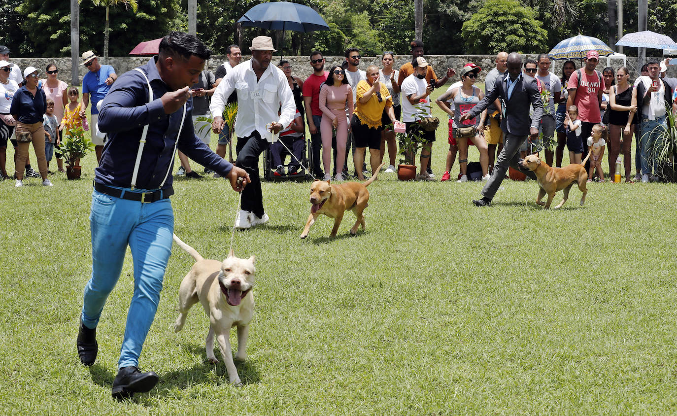 Fotos: Los mejores perros en La Habana