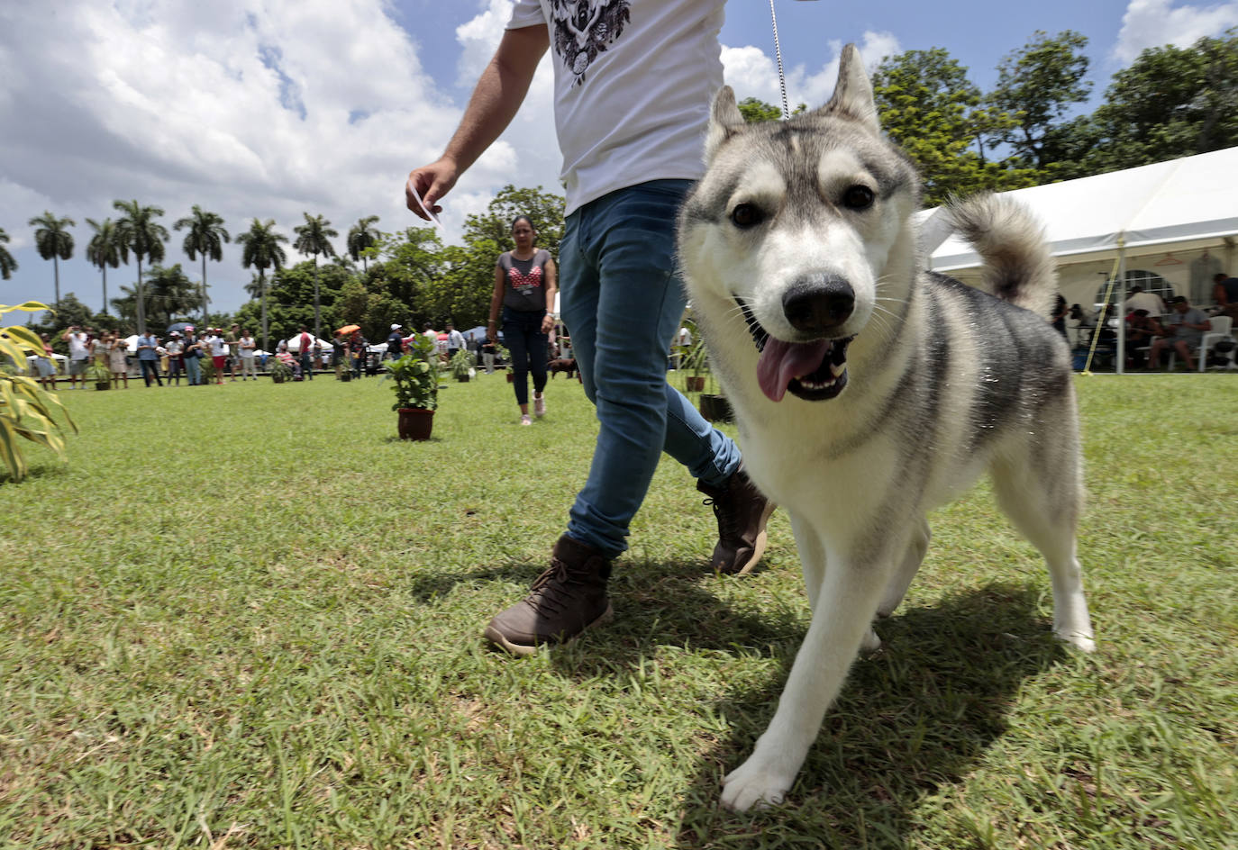 Fotos: Los mejores perros en La Habana
