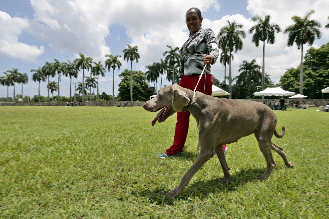 Fotos: Los mejores perros en La Habana