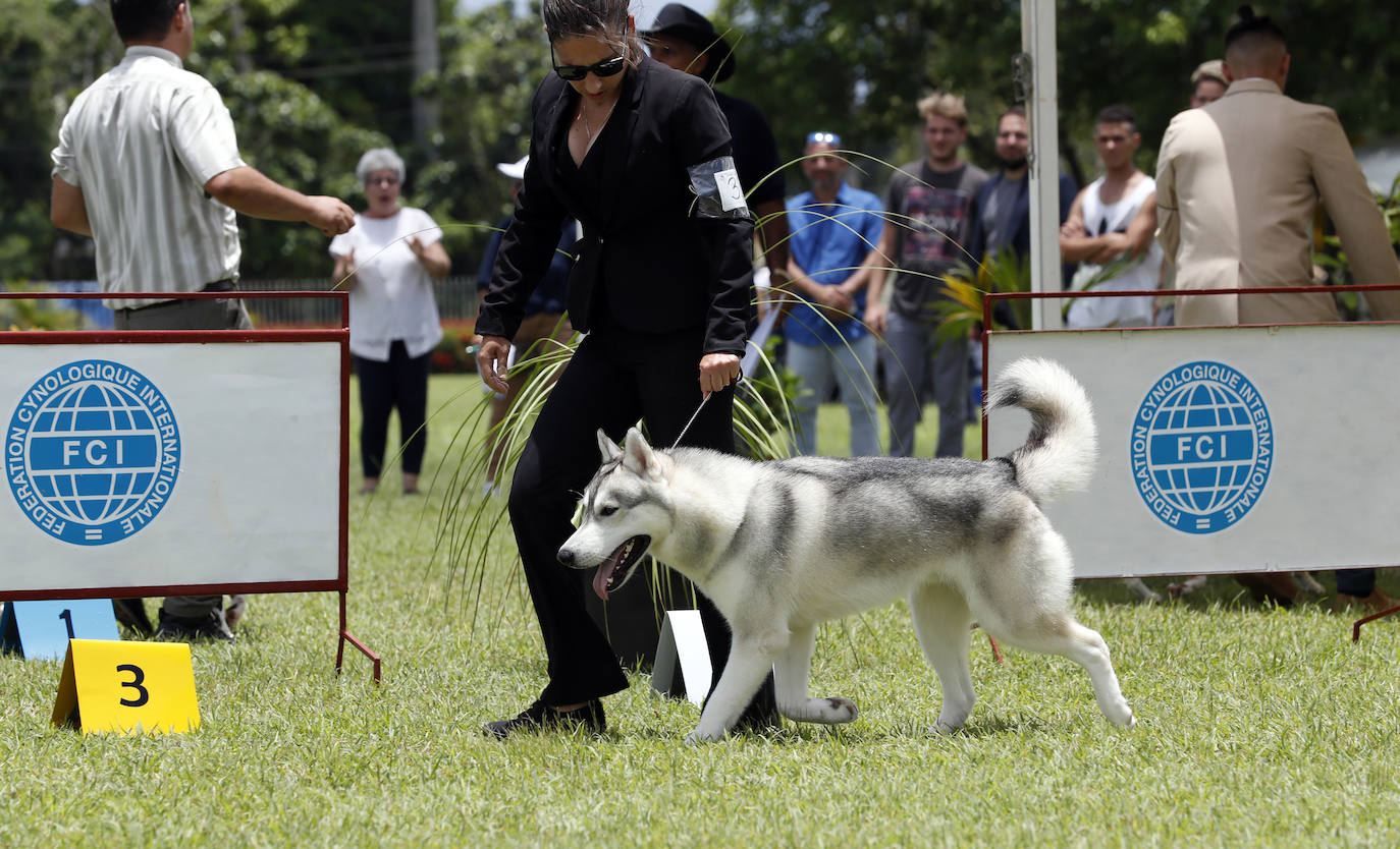 Fotos: Los mejores perros en La Habana