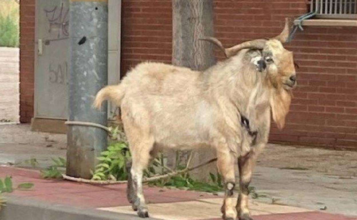 El macho cabrío localizado en La Alberca.