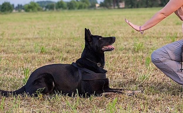 Una entrenadora canina realiza la prueba 'quieto con distracción' a un perro . 