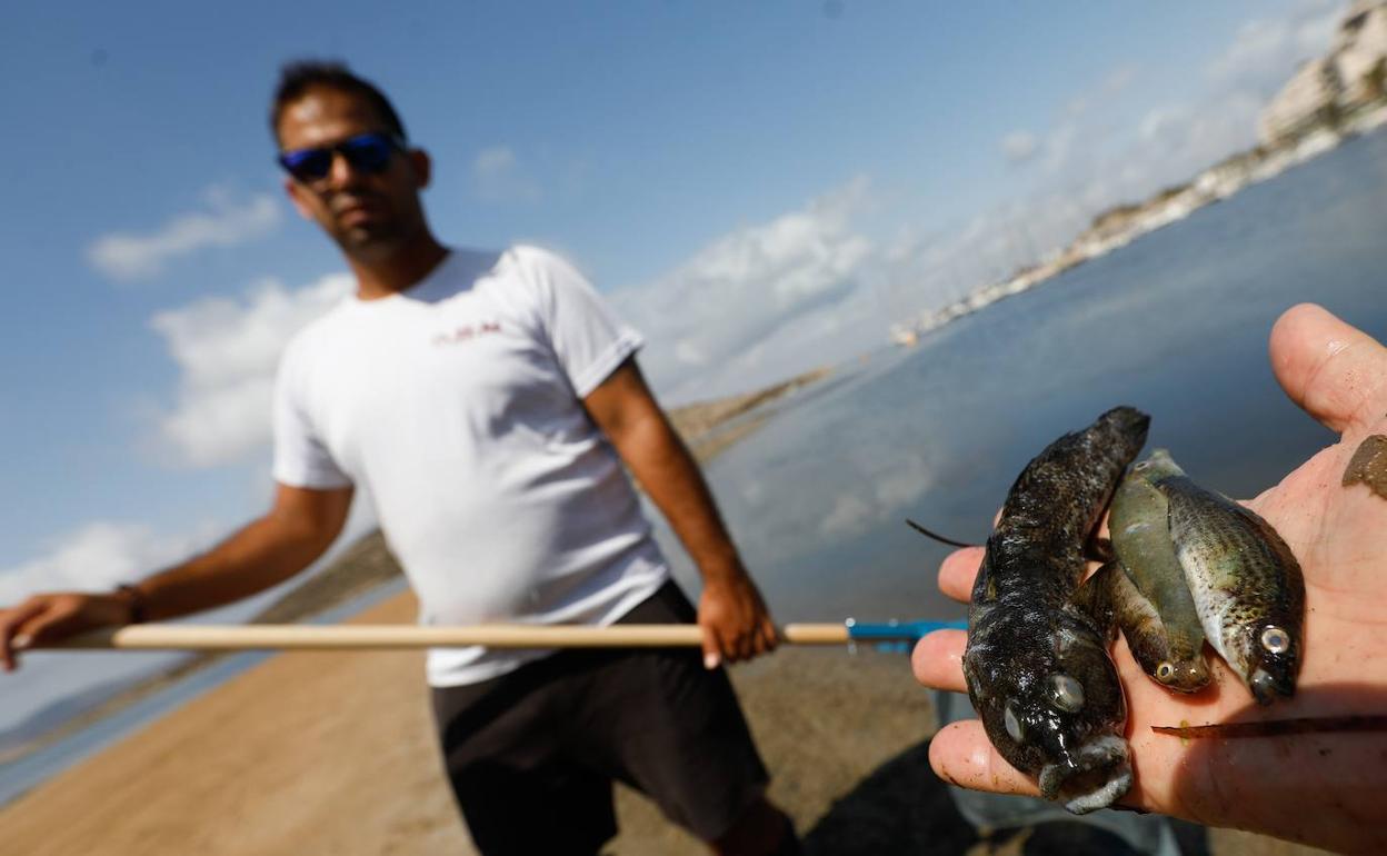 Recogida de peces muertos en el Mar Menor durante el episodio de anoxia de agosto de 2021.