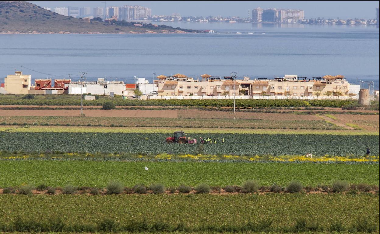 Cultivos en la zona 1 del Mar Menor, la más cercana a la laguna.