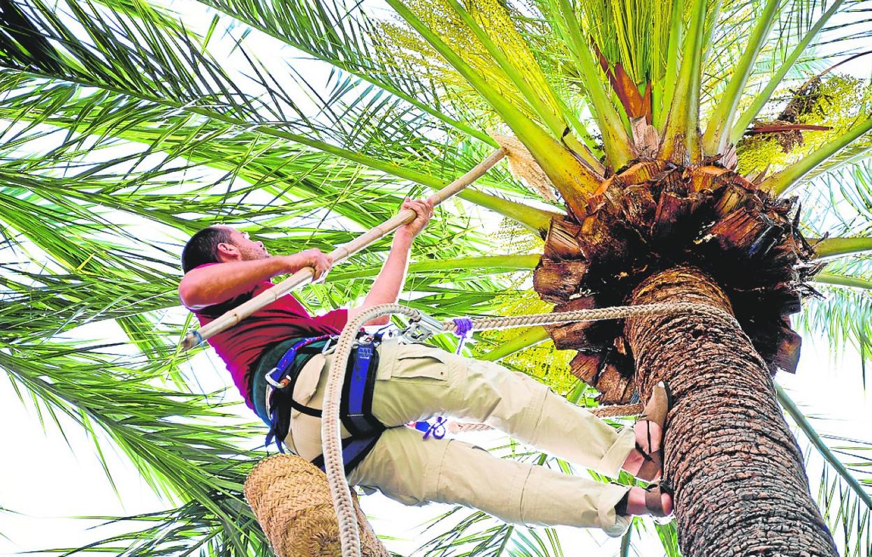 El Palmeral de Elche es Patrimonio Mundial de la Unesco.