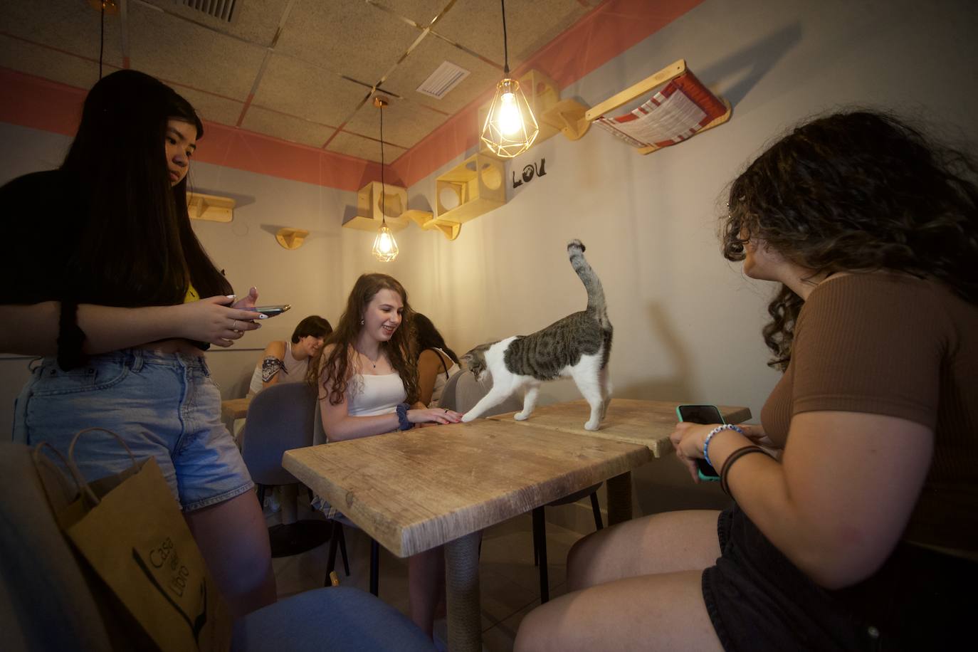 Fotos: La inauguración de la cafetería La Gatera de Murcia, en imágenes