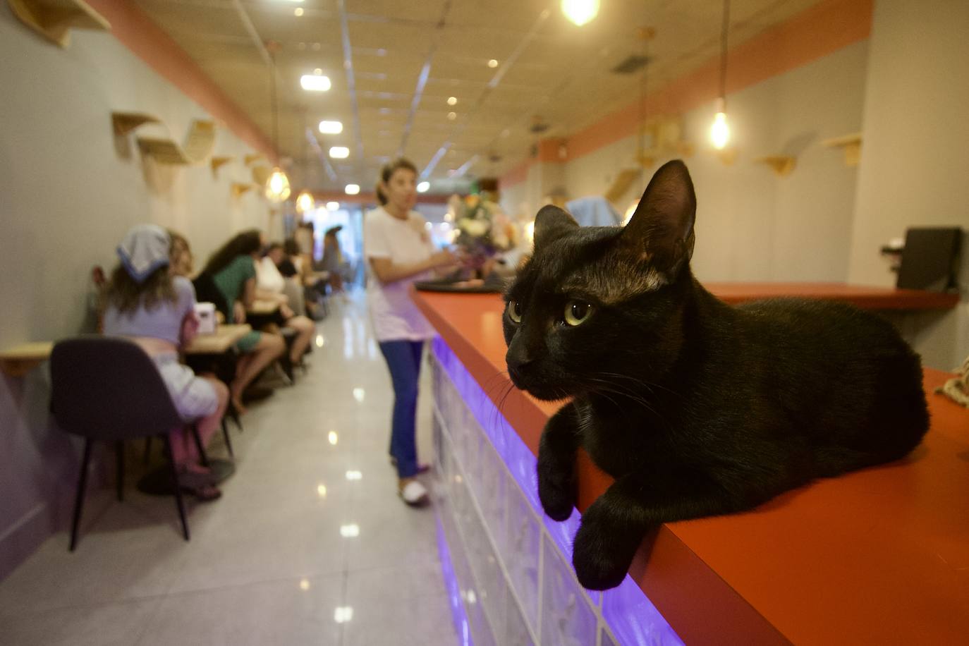 Fotos: La inauguración de la cafetería La Gatera de Murcia, en imágenes