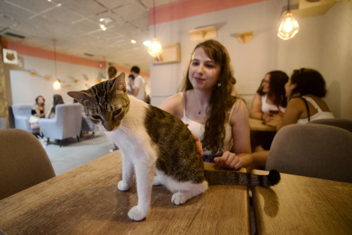 Fotos: La inauguración de la cafetería La Gatera de Murcia, en imágenes